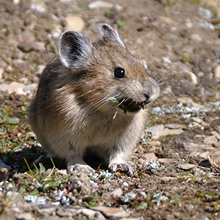 Banff NP - Lake Agnes - Pika